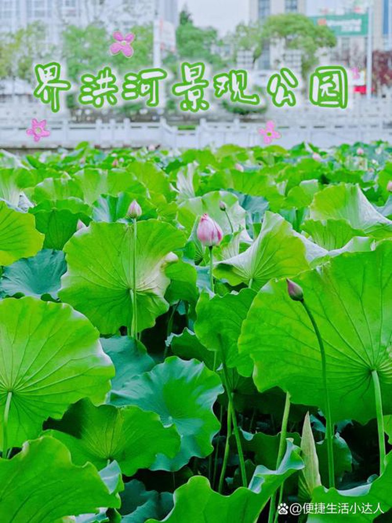阜阳城市生活网：探索不一样的城市风貌
